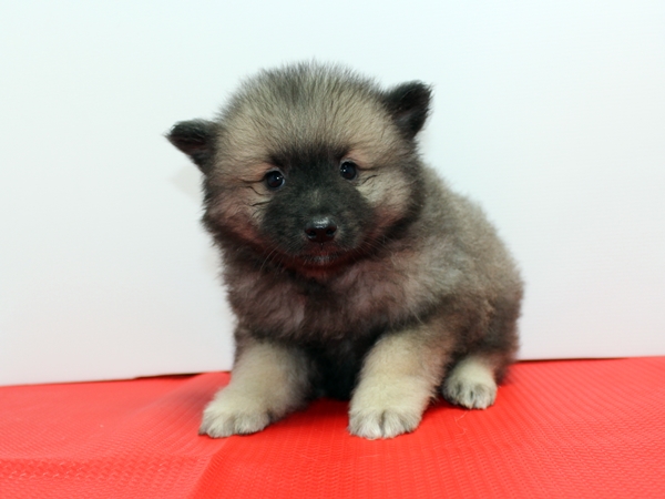 キースホンド子犬情報《関東・群馬県2015年 8月7日生れオス》